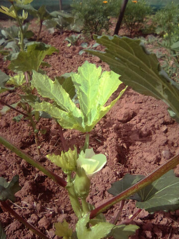 Okra at the farm