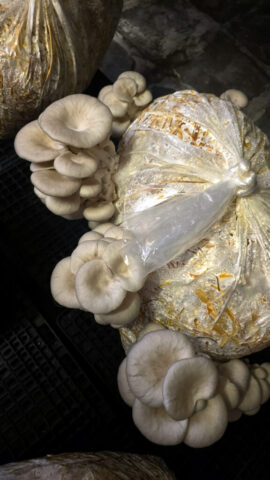 Oyster Mushrooms