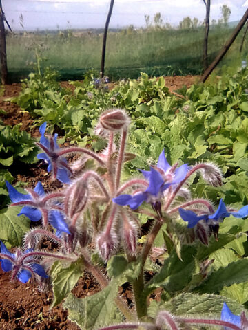 Borage at the farm