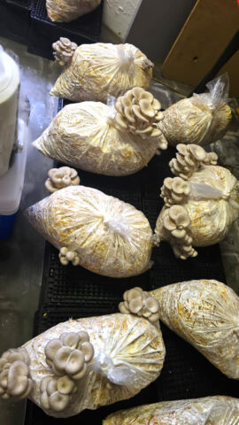 Oyster Mushrooms