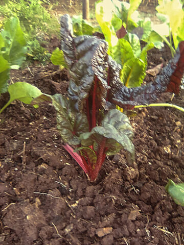 Rainbow Spinach