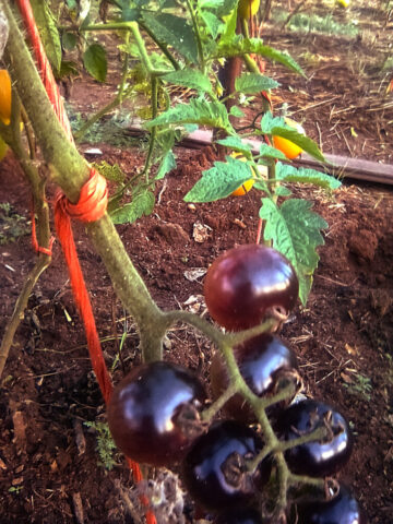Black and Yellow Tomatoes