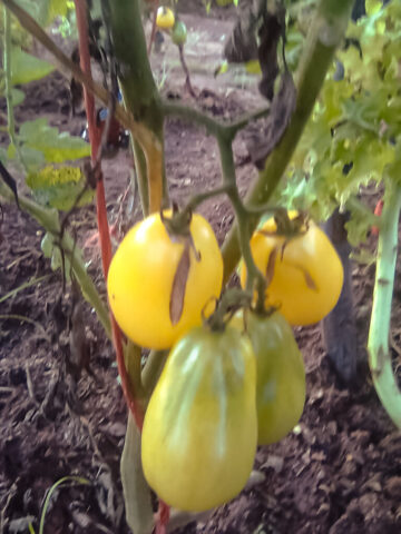 Yellow Bell Tomatoes