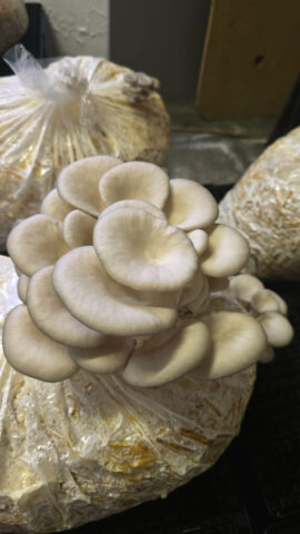 Oyster Mushrooms