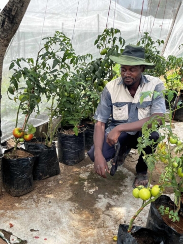 Bruce with greenhouse tomatoes
