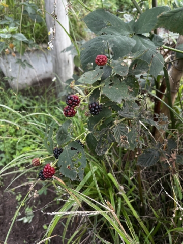 Berries
