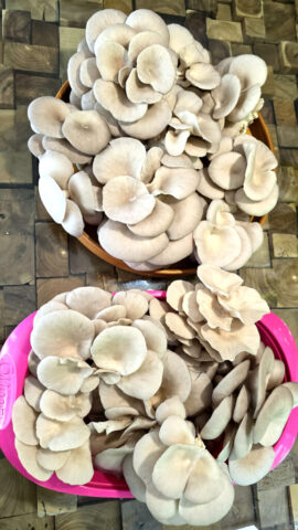 Oyster Mushrooms